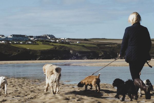 dog-walking-newquay-beach