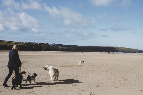 dog-walking-newquay-crantock-beach