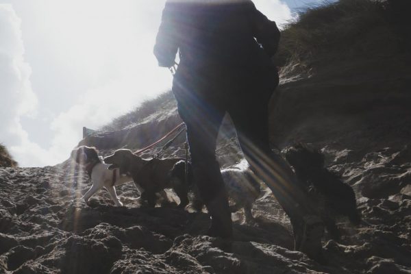 dog-walking-newquay-in-dunes