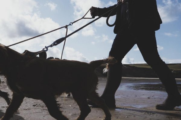 dog-walking-newquay-lead-on-beach