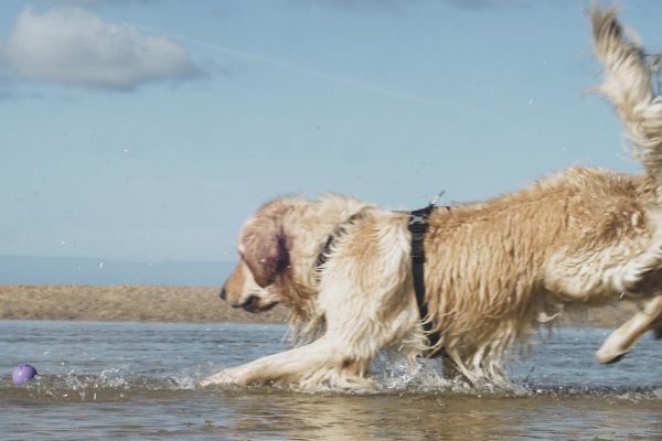 dog-walking-newquay-retreiver-in-rock-pool
