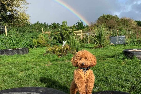 tails-and-trails-gallery-puppies-and-rainbows
